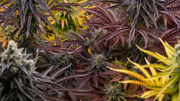 Colorful cannabis plants showcasing rich purples and greens indoors.