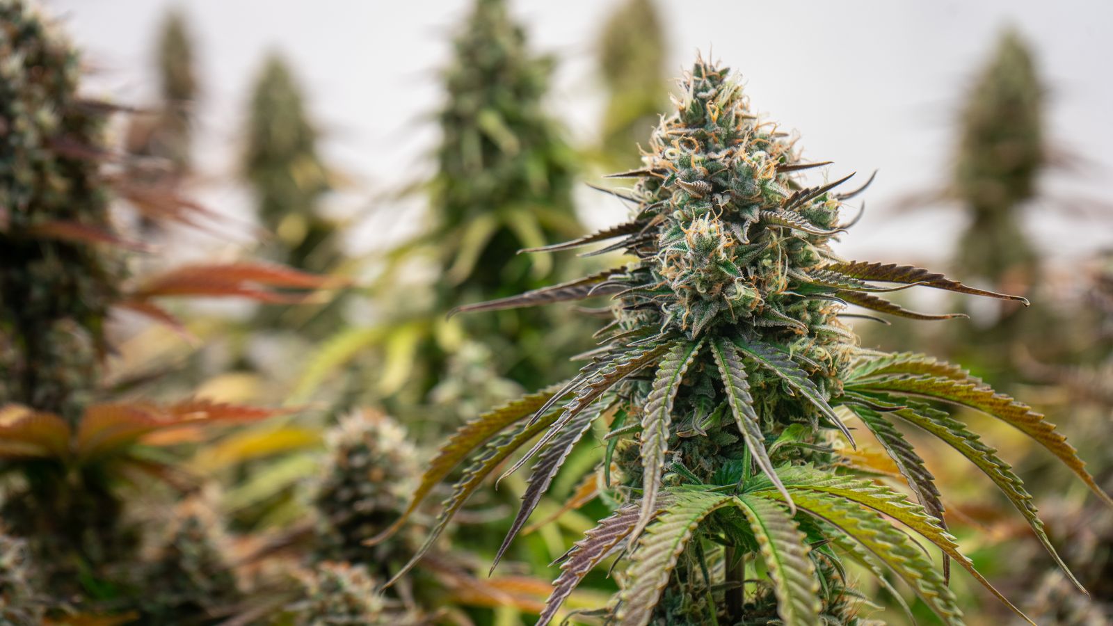 Detailed view of a cannabis plant in a greenhouse, highlighting its lush buds.