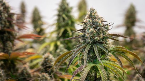 Free Detailed view of a cannabis plant in a greenhouse, highlighting its lush buds. Stock Photo