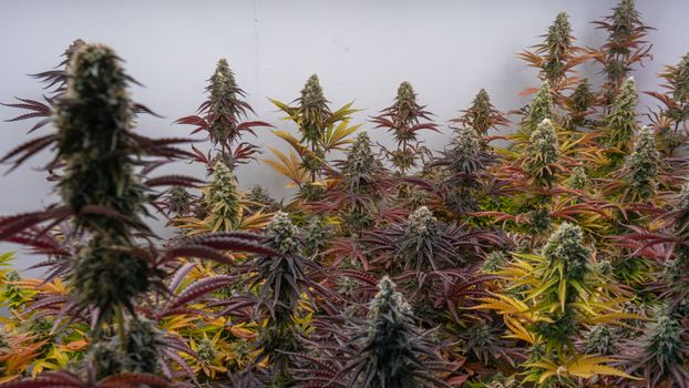 Vibrant indoor cannabis plants in a cultivation room, Silla, Spain.