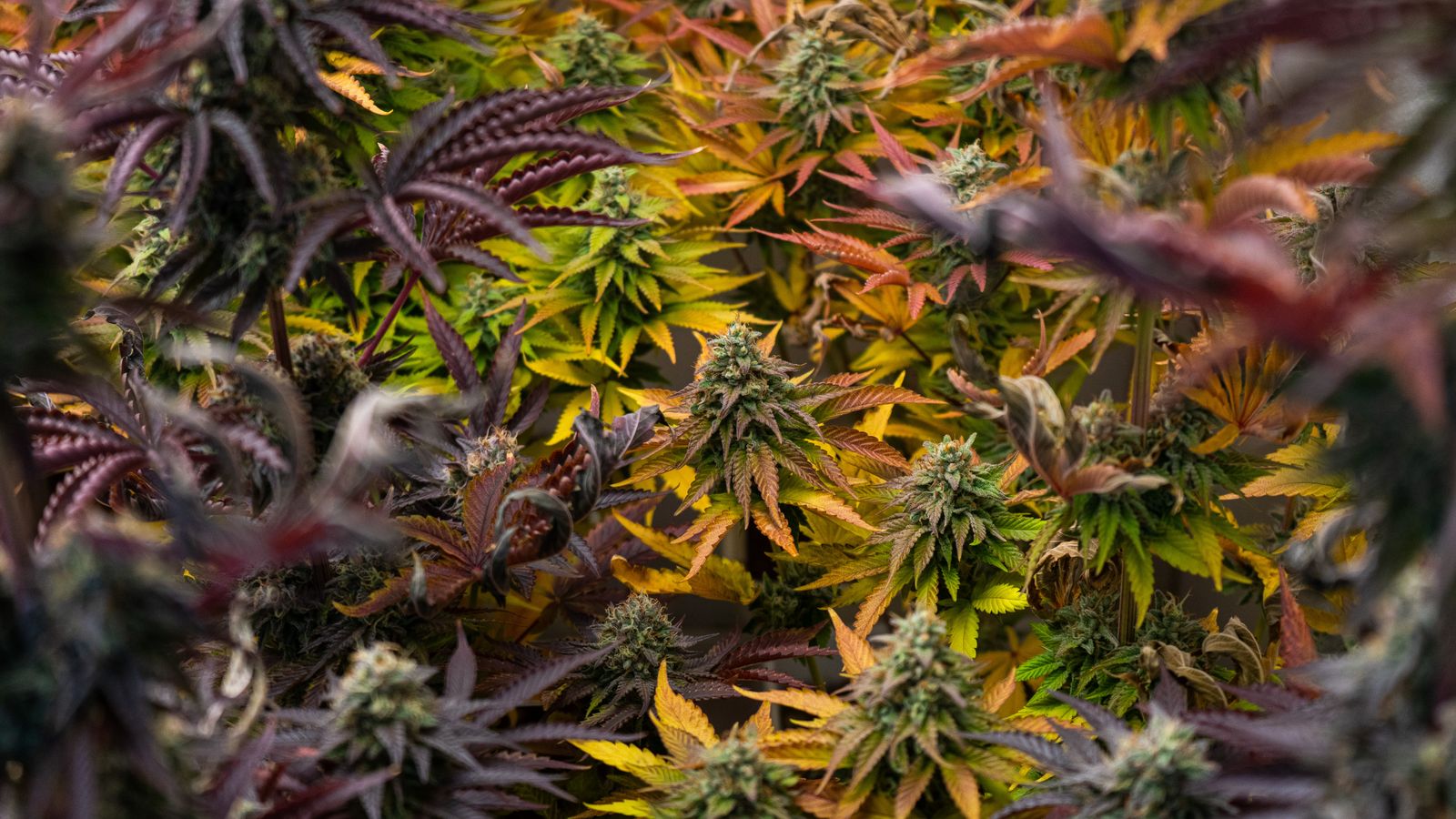 Colorful cannabis plants in a cultivation room in Silla, Spain.