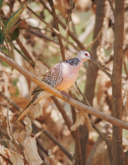 Free A spotted dove sits gracefully on a branch amidst autumn foliage. Stock Photo