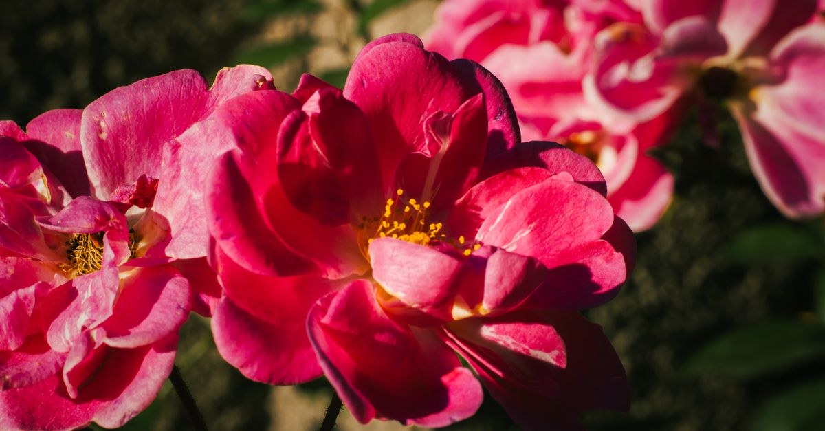 Close-up de rosas pink vibrantes em plena floração sob a luz do sol, exibindo sua rica cor e pétalas delicadas.