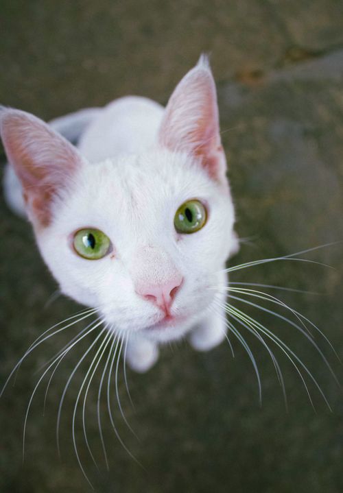 Free stock photo of cat lover, cats Stock Photo
