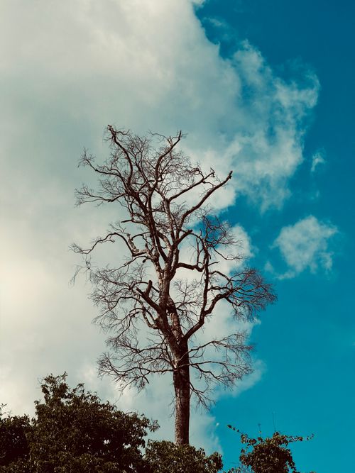 Free A solitary tree stands tall against a vibrant blue sky with clouds in Paragominas, Brazil. Stock Photo