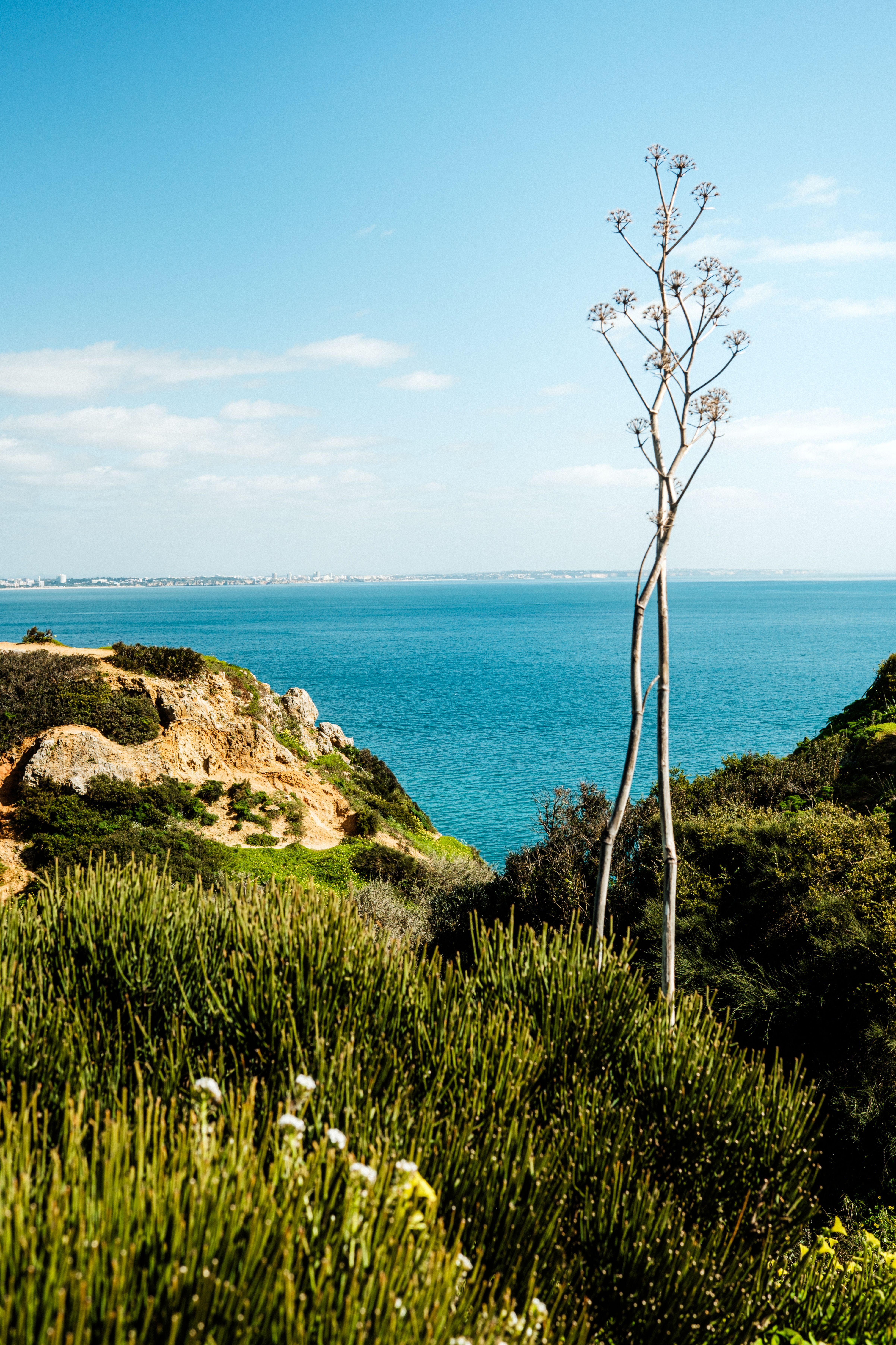 Scenic Coastal View with Tall Plant and Ocean · Free Stock Photo