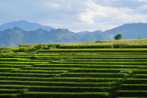 Free Serene terraced rice fields beneath mountains under a bright sky, representing agriculture. Stock Photo