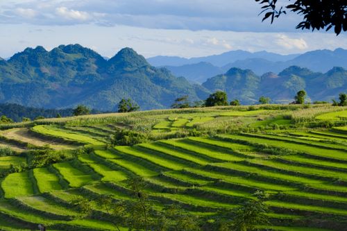 Free Scenic view of vibrant green terraced rice fields set against the majestic mountains of Vietnam. Stock Photo