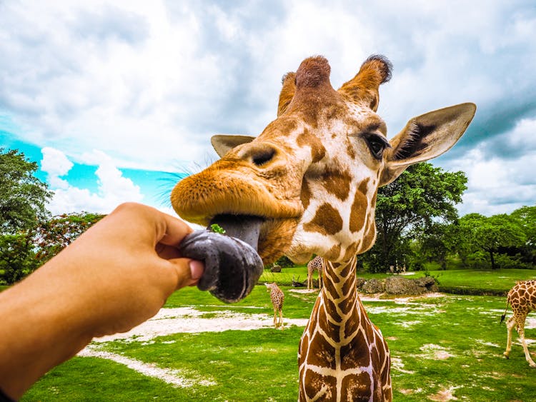 Person Feeding Giraffe