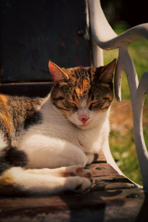 Free A serene cat enjoying a sunny day on a rustic outdoor bench. Stock Photo