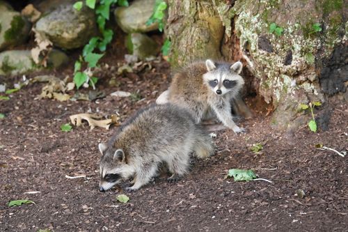 Free Two young raccoons explore the forest floor in Darien, Connecticut. Stock Photo