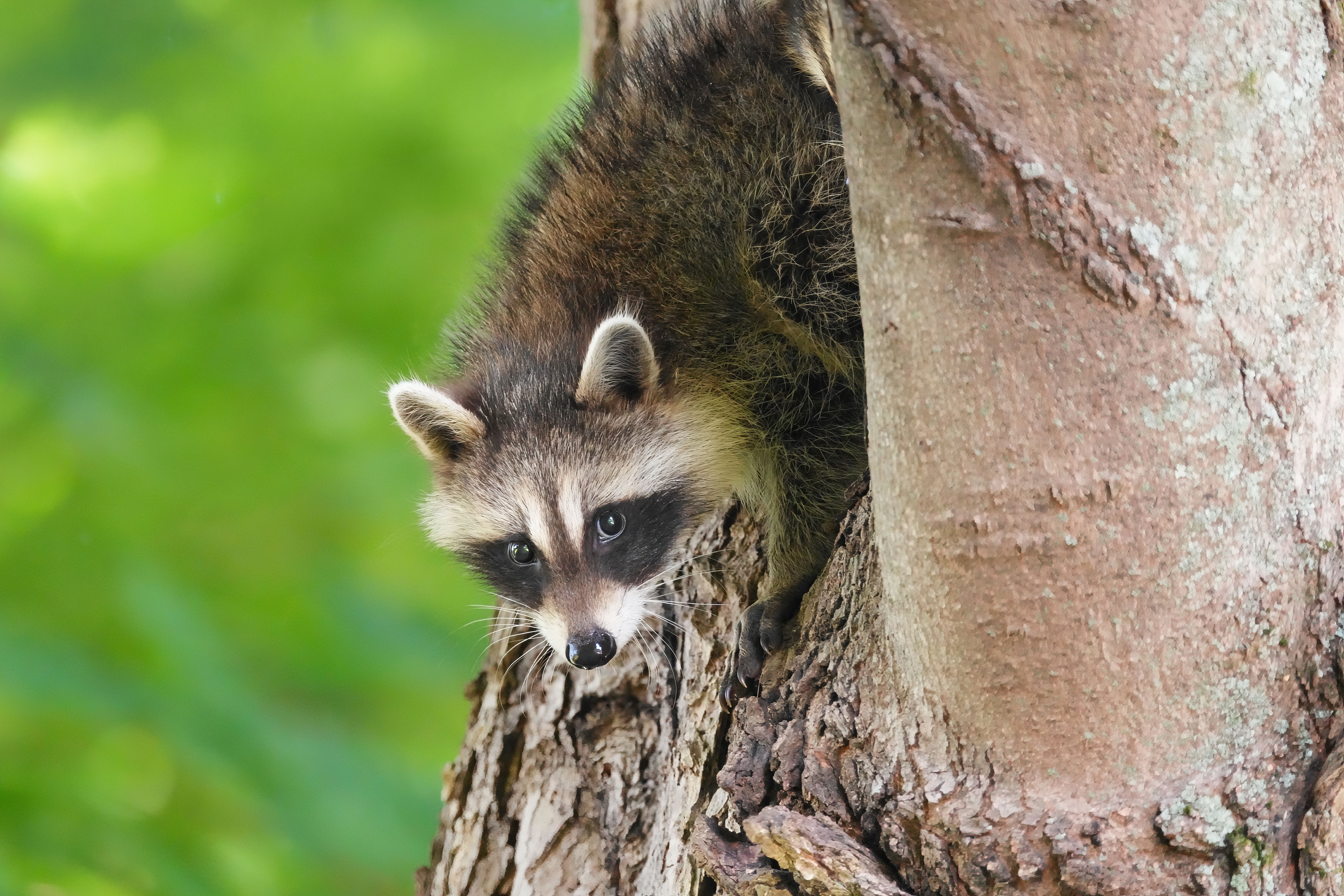 Can a raccoon fit in your bottom? - The Institute for Environmental ...