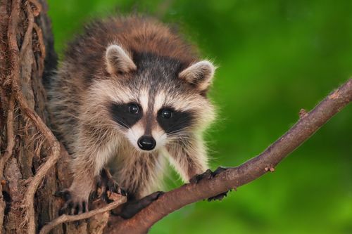 Free Young raccoon kit on a tree branch in Darien, Connecticut. Stock Photo