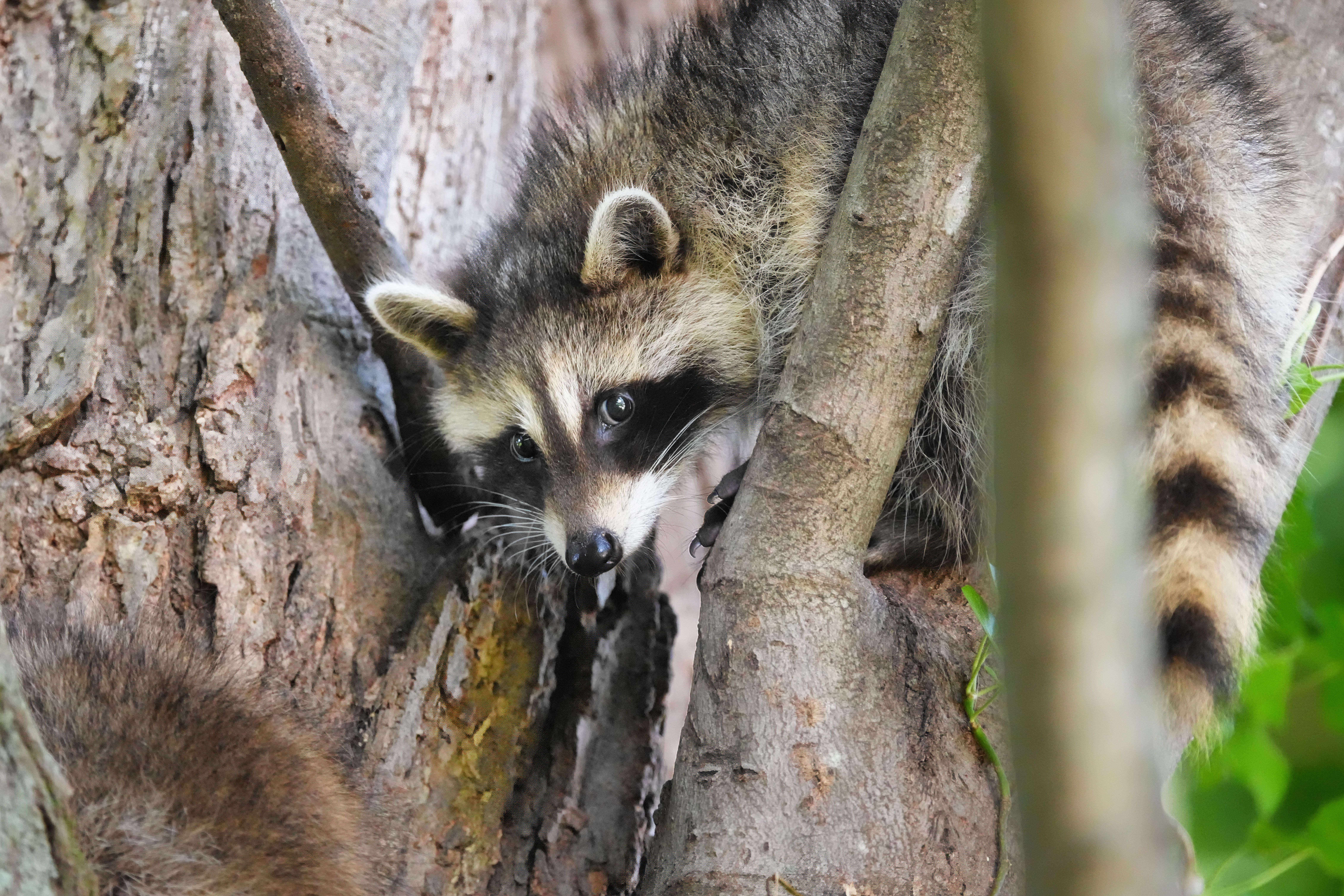 Can a raccoon fit in your bottom? - The Institute for Environmental ...