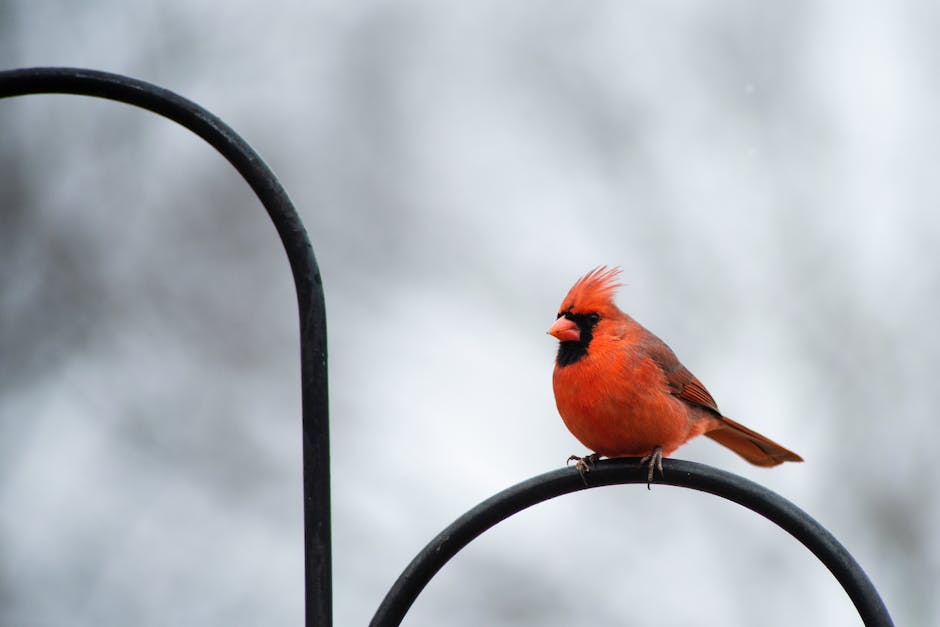 Kentucky state bird Northern Cardinal description