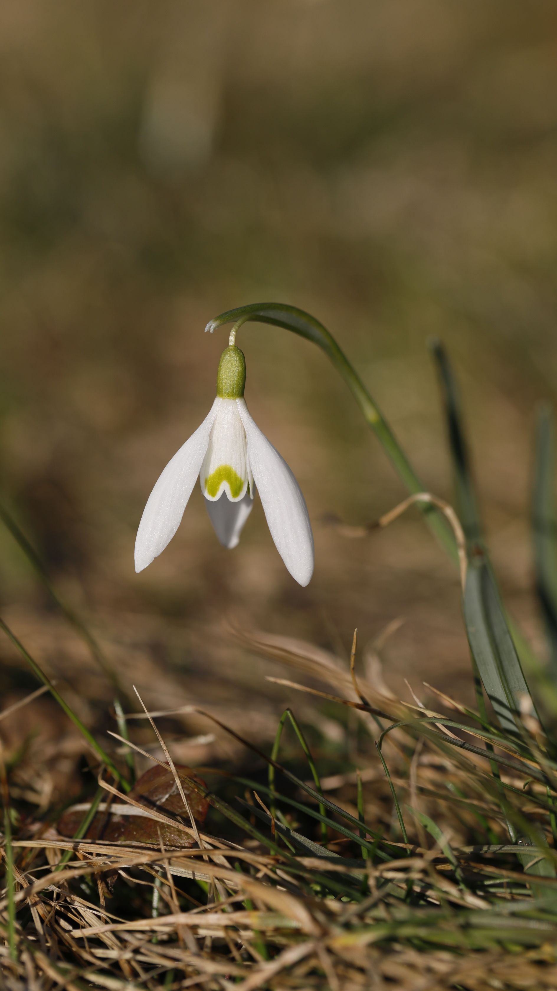 Close-up of a delicate snowdrop flower blooming in early spring, symbolizing renewal and purity.