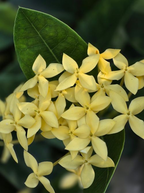 Free Vibrant yellow Ixora flowers with lush green leaves, showcasing nature's beauty. Stock Photo