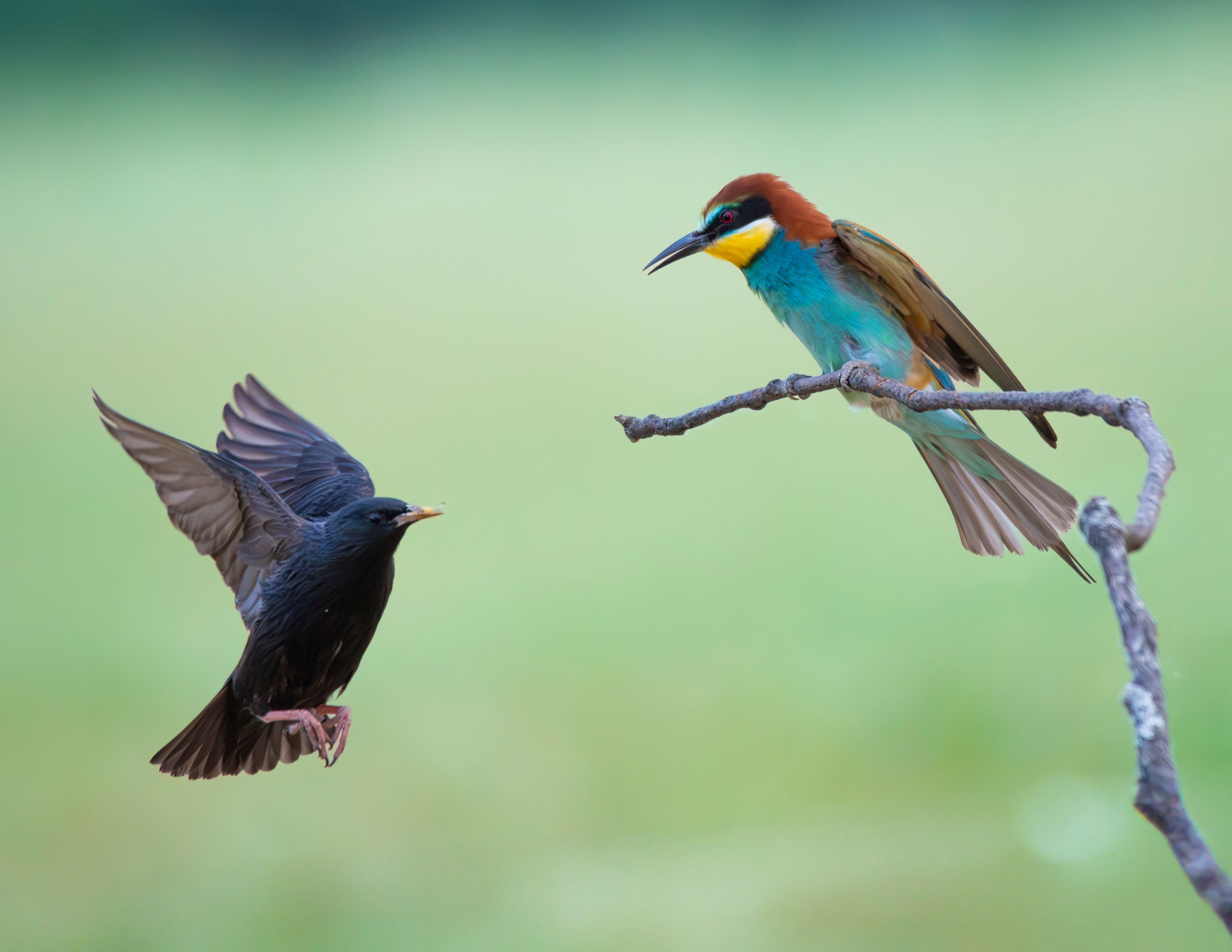 Por qué algunos cantos de aves transmiten calma y otros no