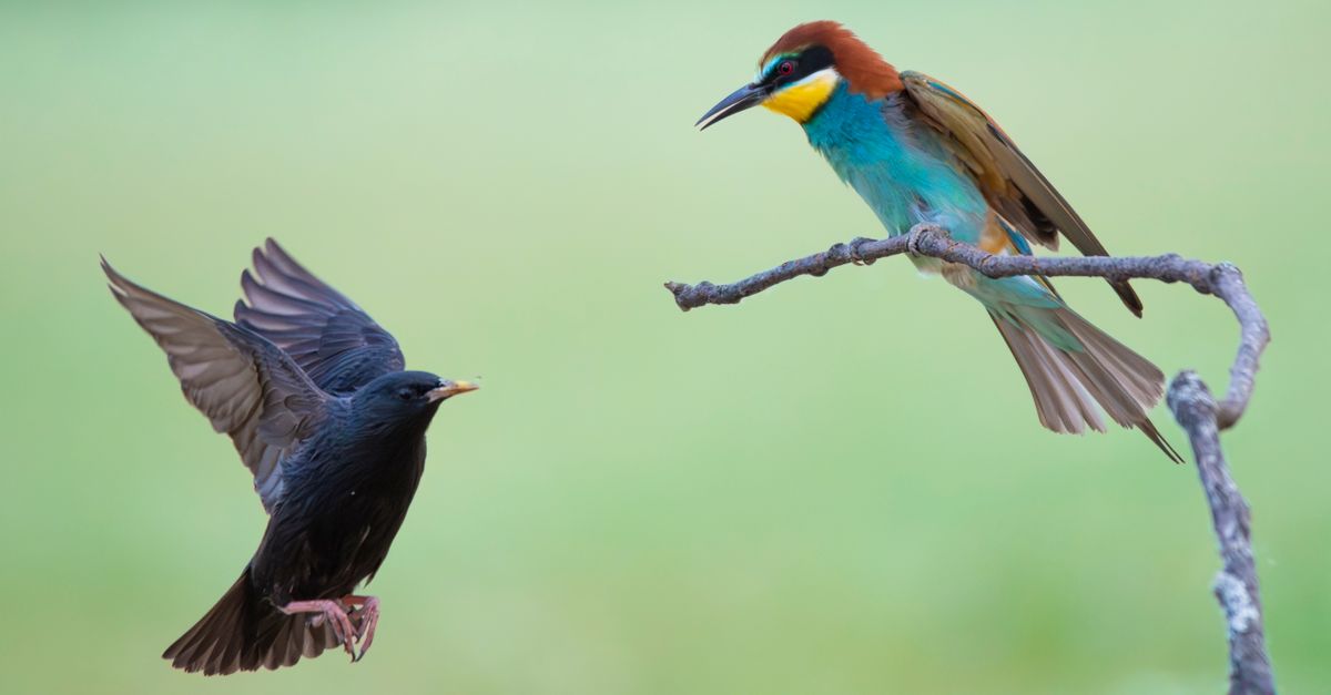 Por qué algunos cantos de aves transmiten calma y otros no Por qué algunos cantos de aves transmiten calma y otros no