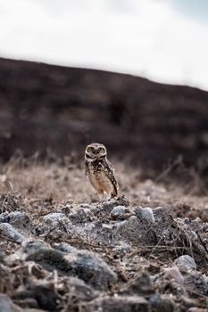 A solitary burrowing owl perched on rocky terrain in Itapororoca, showcasing its natural environment.