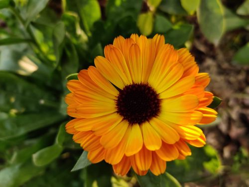 Free Close-up of a bright orange Calendula flower with lush green leaves in sunlight. Stock Photo