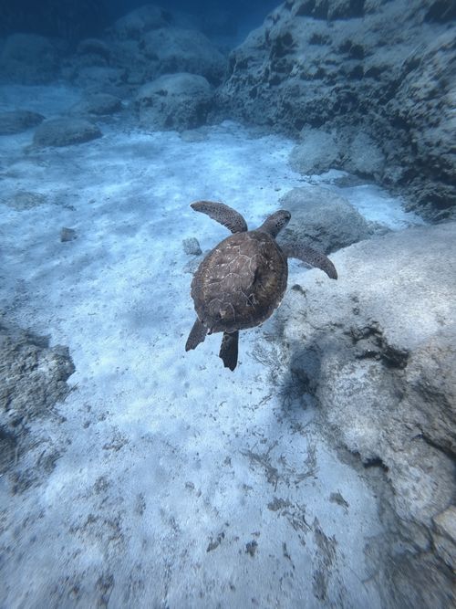 Free A sea turtle glides through the clear waters over rocky ocean floor. Stock Photo