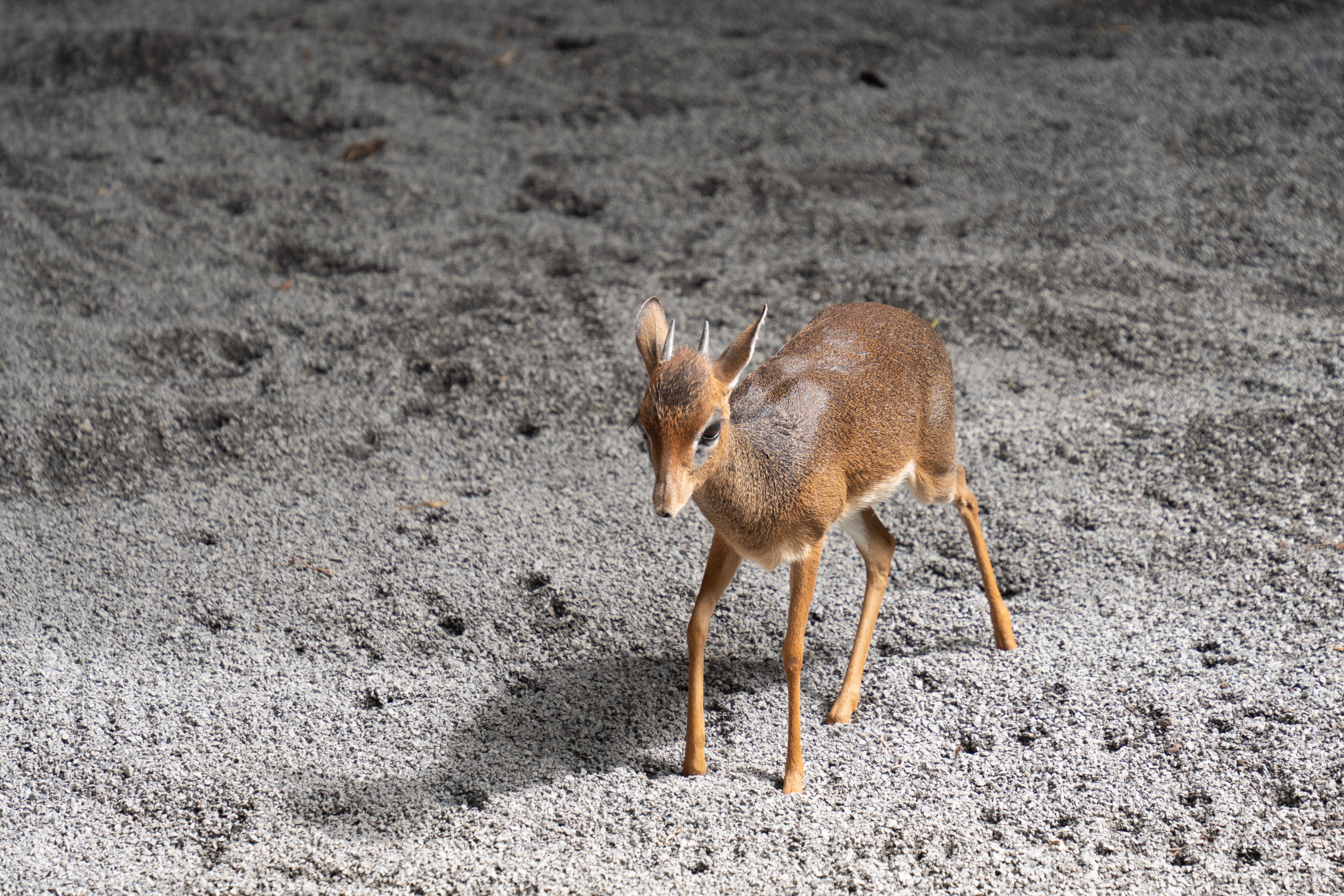 A young dik-dik antelope standing on rocky ground, showcasing its slender form and delicate features.