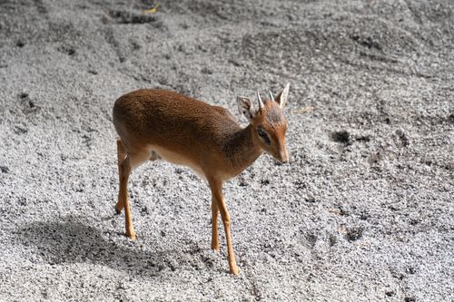 Free A young Dik-dik standing on a rocky surface in Valencia, showcasing its delicate features. Stock Photo