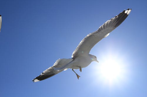 Foto profissional grátis de azul, céu, liberdade