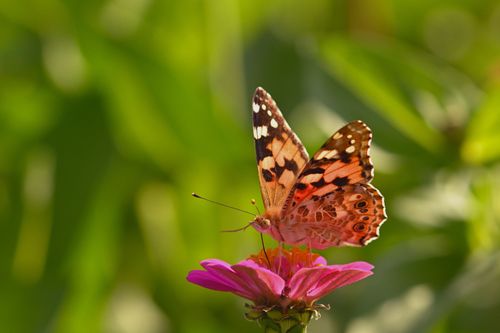 Free A vibrant painted lady butterfly sits on a pink zinnia flower in a sunlit garden. Stock Photo