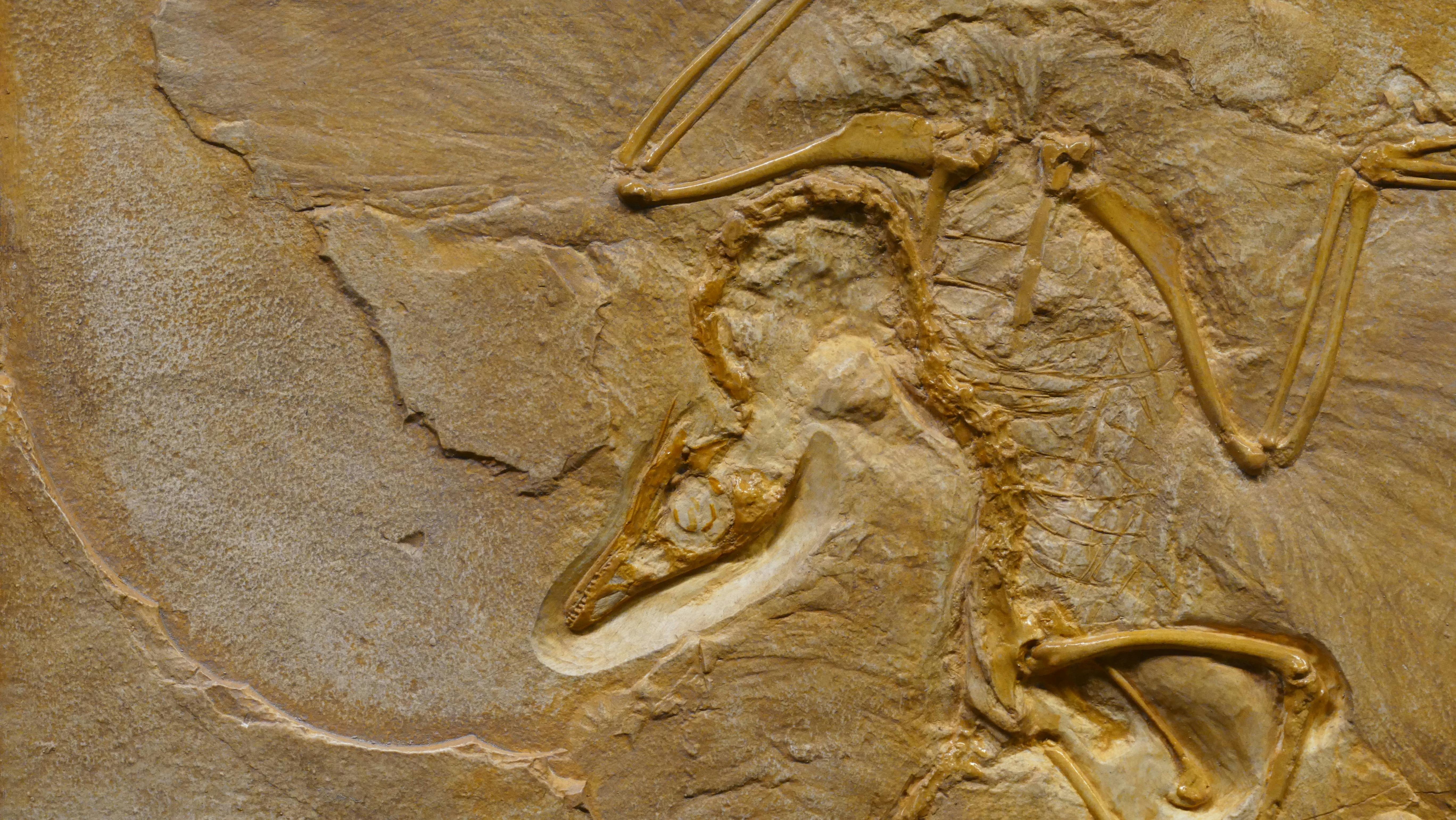 Dinosaur Fossil (Tyrannosaurus Rex) | Behance :: Behance