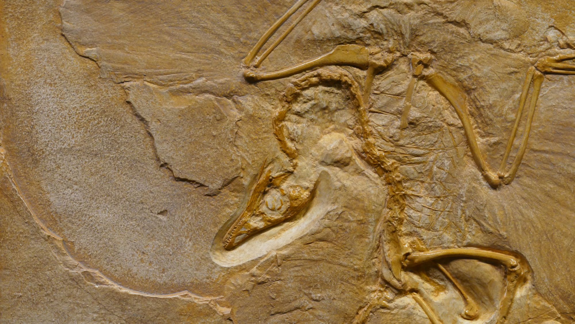 What Dinosaurs Really Looked Like: Lips, Feathers, and Science’s Biggest Fixes