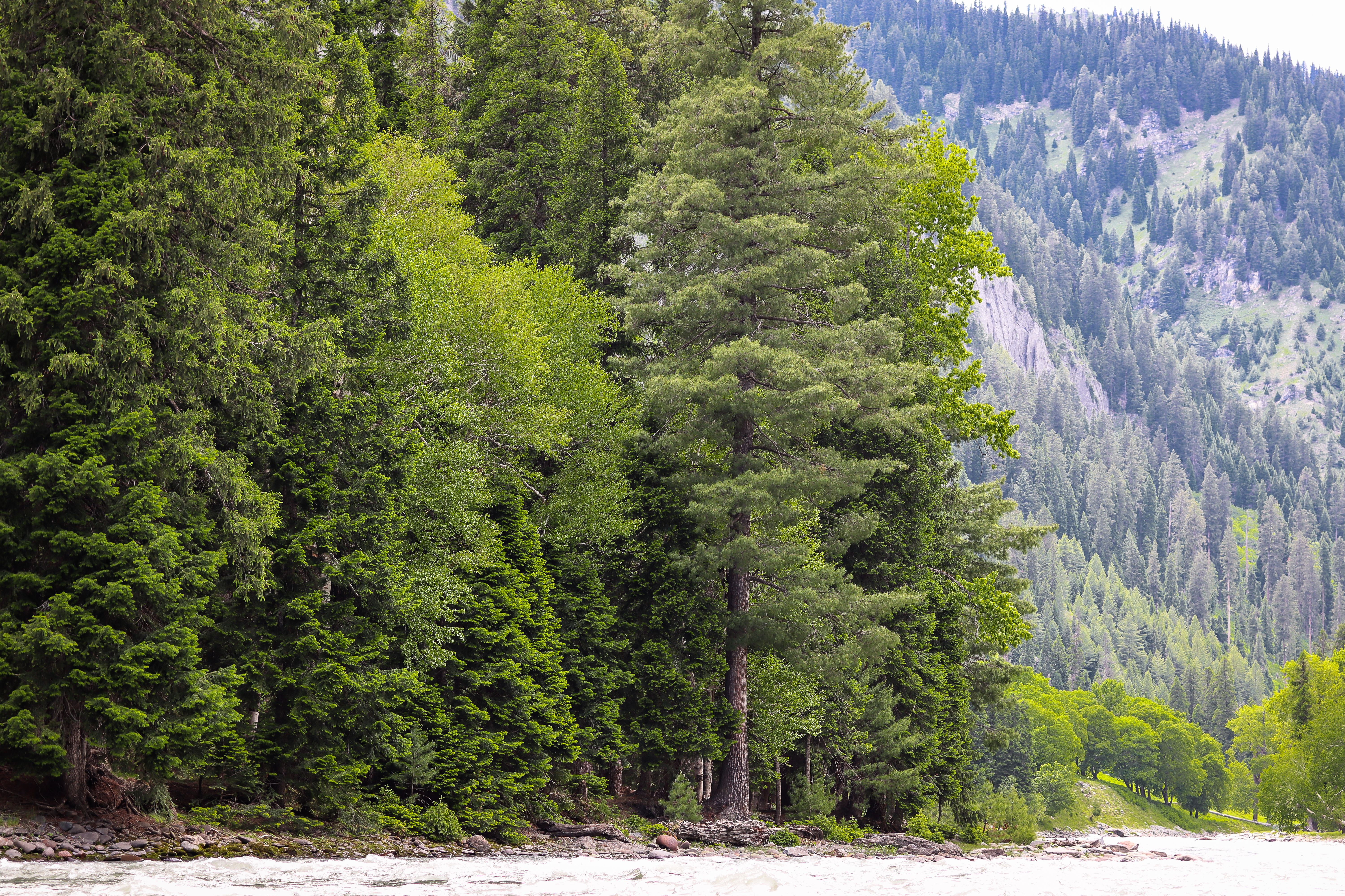 Why Forest Edges Behave Differently