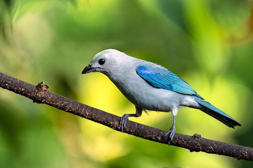 茶色の木の枝に青と灰色の鳥