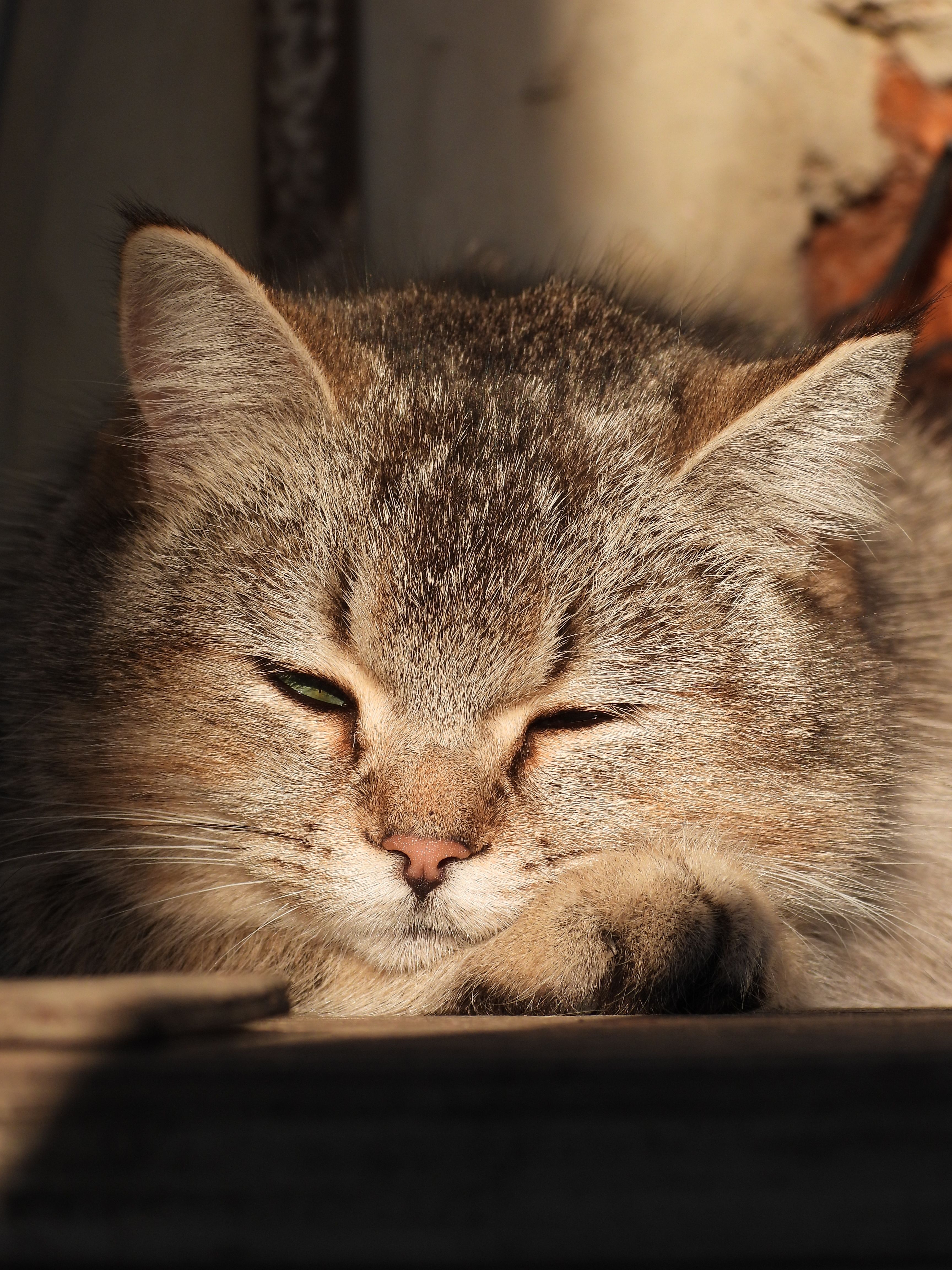 A serene domestic cat basks in sunlight, showcasing its fluffy fur.