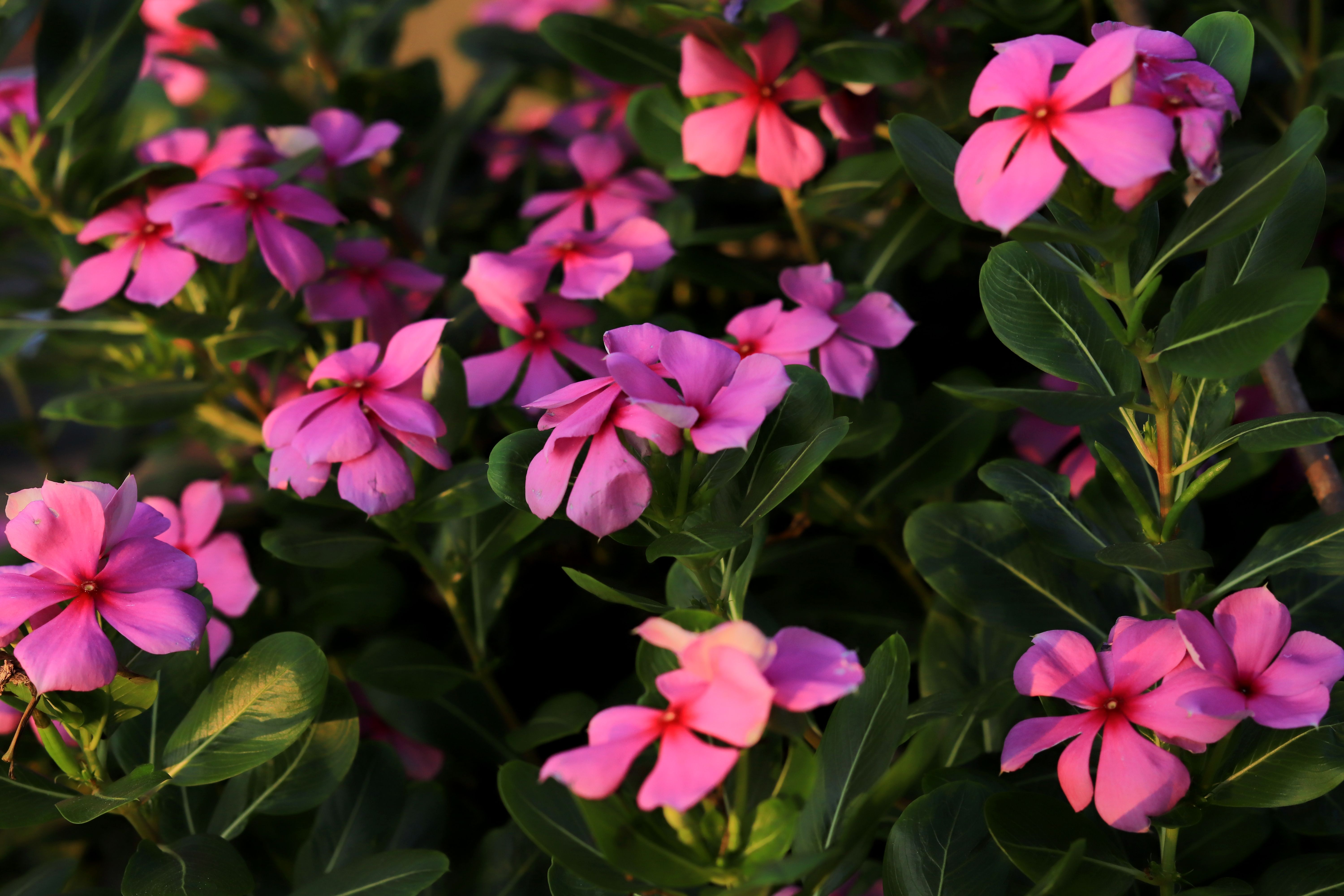 [ColoSach]-vibrant-pink-periwinkle-flowers-with-lush-green-leaves-under-sunlight,-showcasing-natural-beauty.