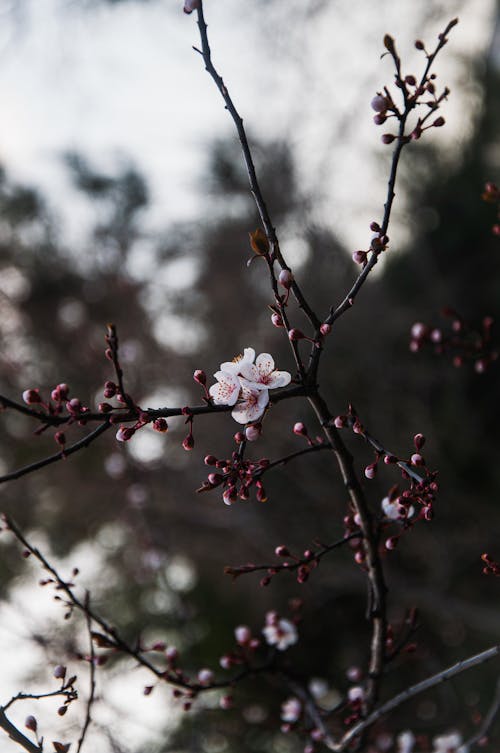 From below of delicate blooming cherry tree with small buds and white flowers against blurred background