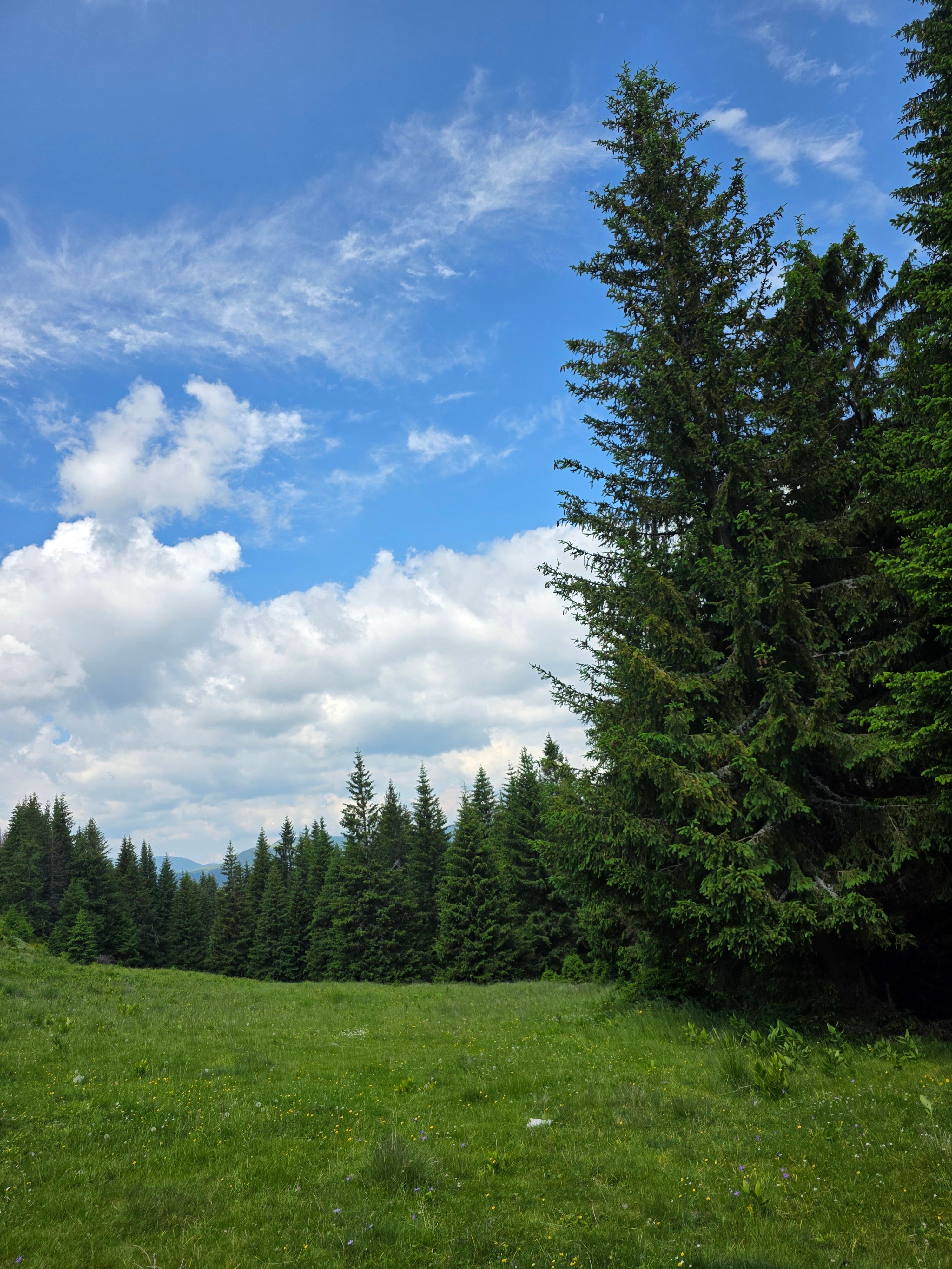 A serene scene of an evergreen forest with lush greenery and a bright blue sky, ideal for nature themes.
