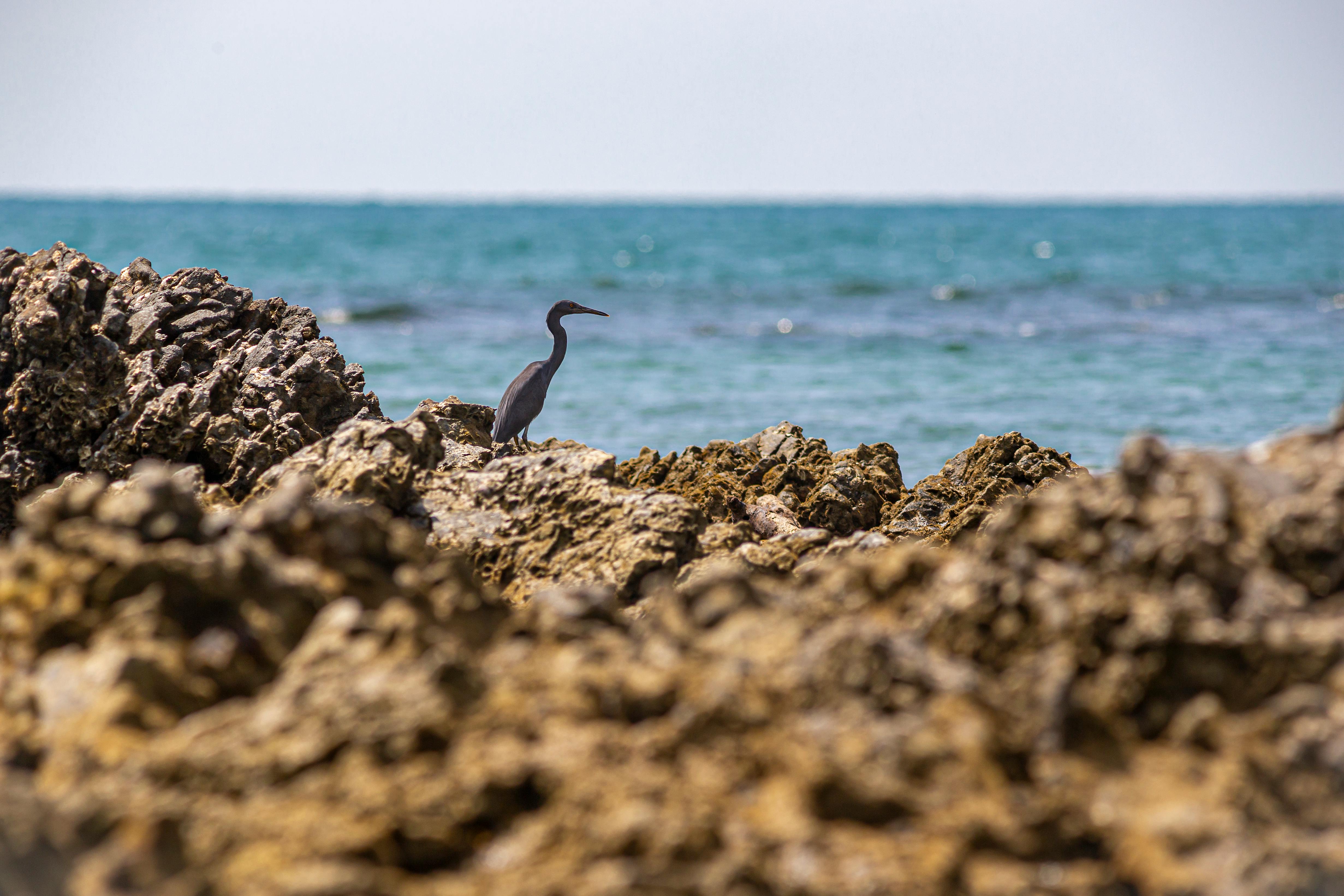 gray bird on brown rock near body of water