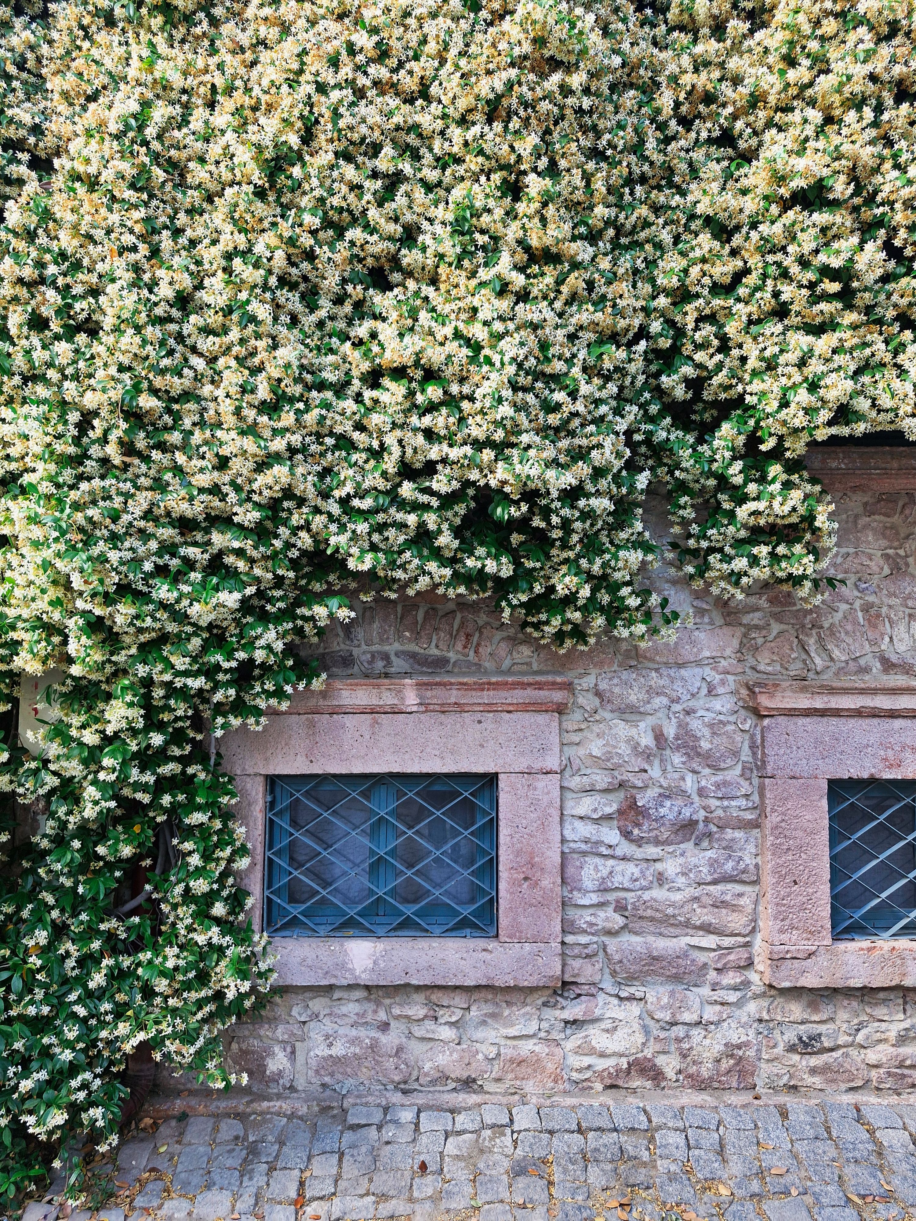Blooming jasmine cascades over a textured stone wall in Ayvalık, Türkiye, capturing rustic charm and natural beauty.