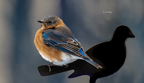 Foto profissional grátis de pássaro azul feminino