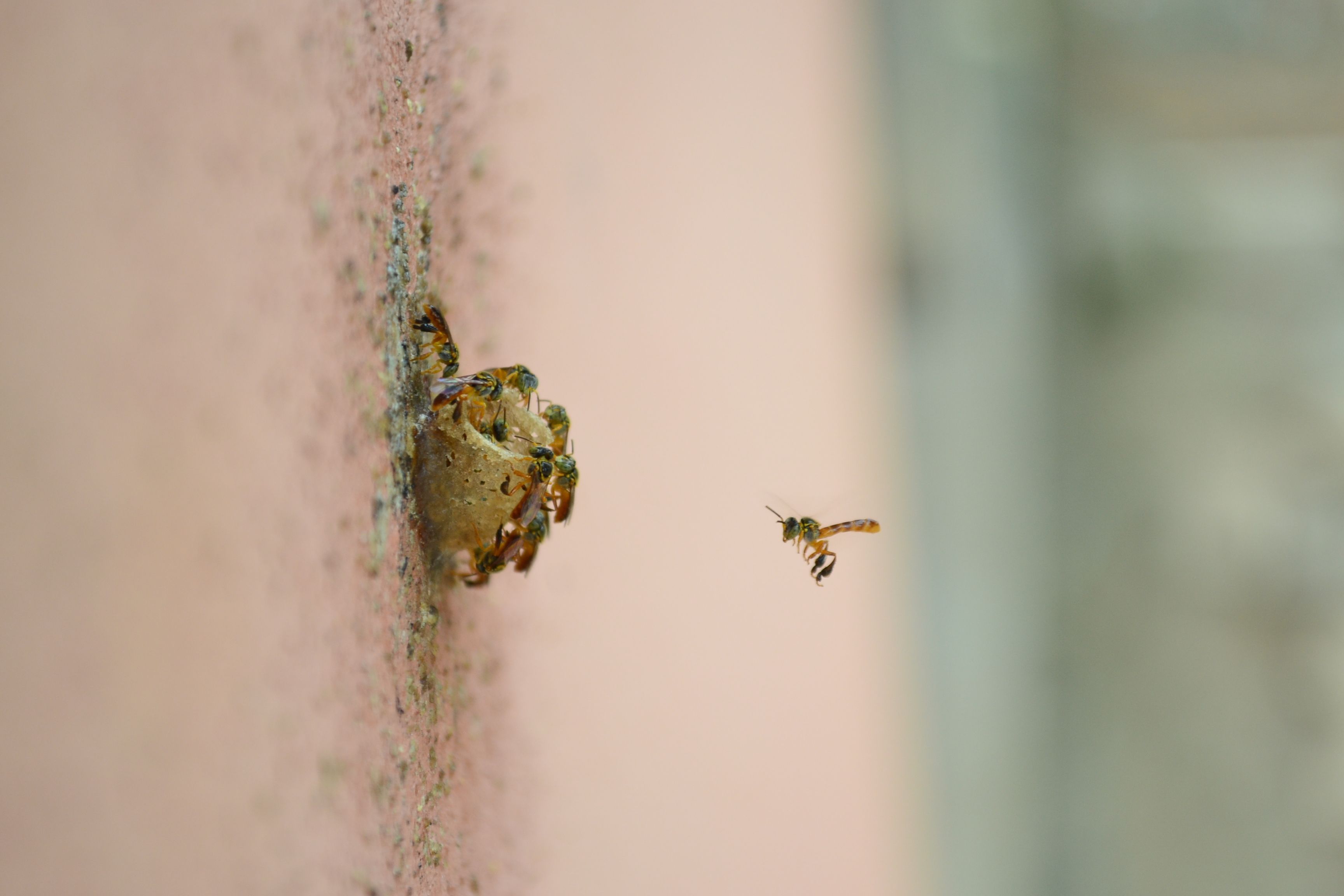 Detailed shot of a wasp constructing a nest against a wall with smooth bokeh.