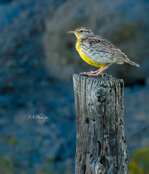 Free stock photo of western meadowlark