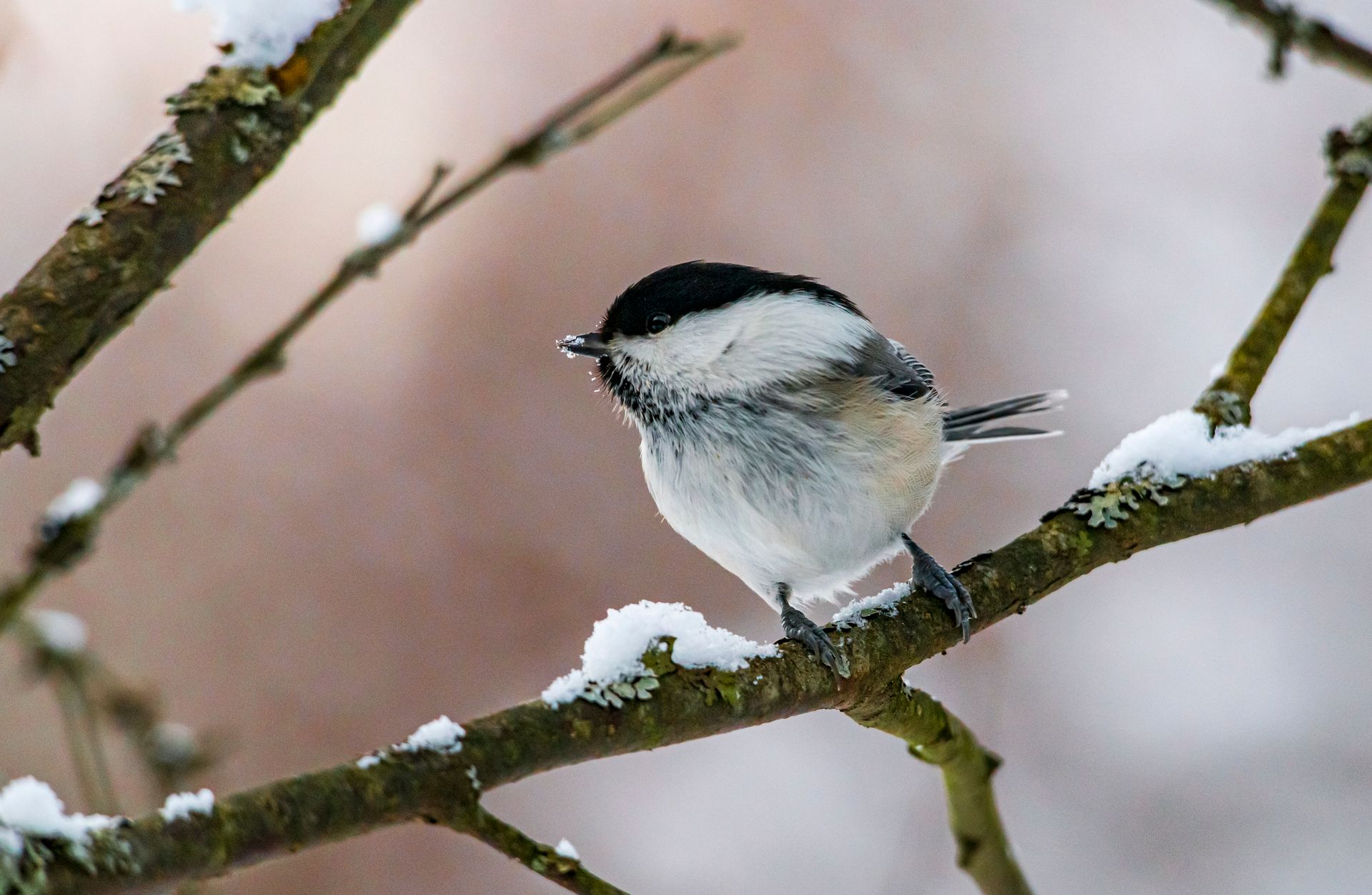 White and Black Bird on Tree Branch