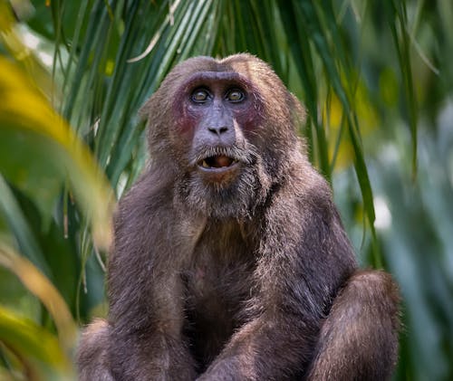 Brauner Affe Auf Grüner Blattpflanze