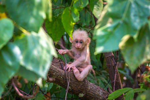 Singe Brun Sur Une Branche D'arbre Brun