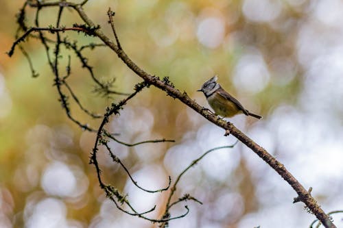 Pájaro Marrón Y Blanco En La Rama De Un árbol Marrón