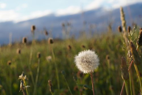 Free stock photo of dandelion, dandelion seeds, flower meadow Stock Photo