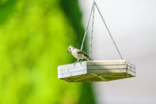 A small bird sits on a wooden hanging feeder against a blurred green background outdoors.
