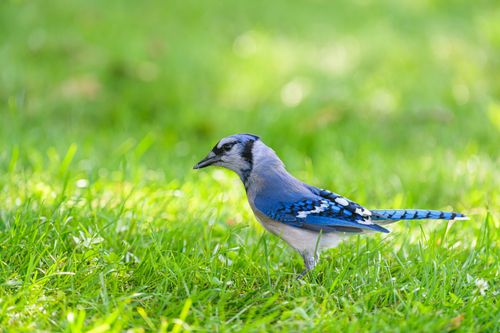 Free A vibrant blue jay stands gracefully on lush green grass in a sunny outdoor setting. Stock Photo